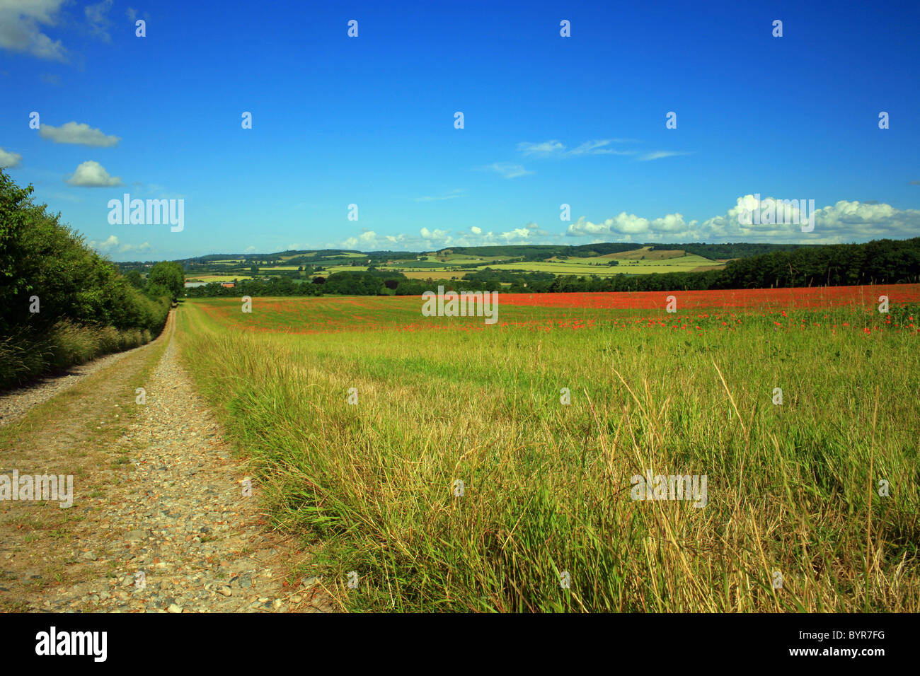 Des champs de pavot à la périphérie de Wye à l'égard des North Downs à Challock, Ashford, Kent, England, UK Europe Banque D'Images