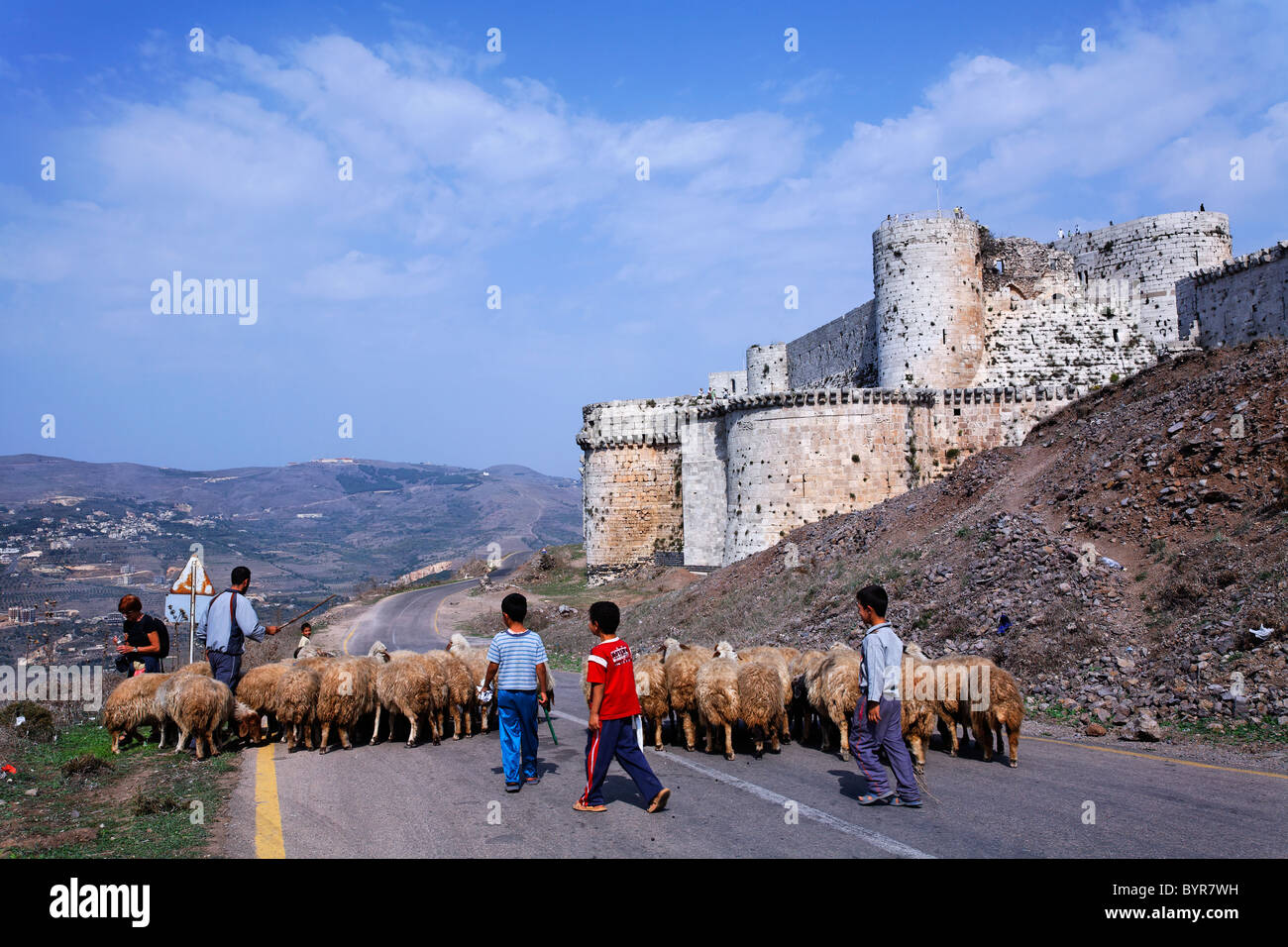 Les moutons à l'extérieur du château des Croisés Krak des chevaliers, en Syrie Banque D'Images