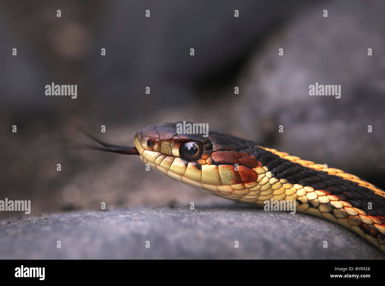 La couleuvre rayée (Thamnophis) montre que c'est langue fourchue ; price Creek, Colombie-Britannique, Canada Banque D'Images