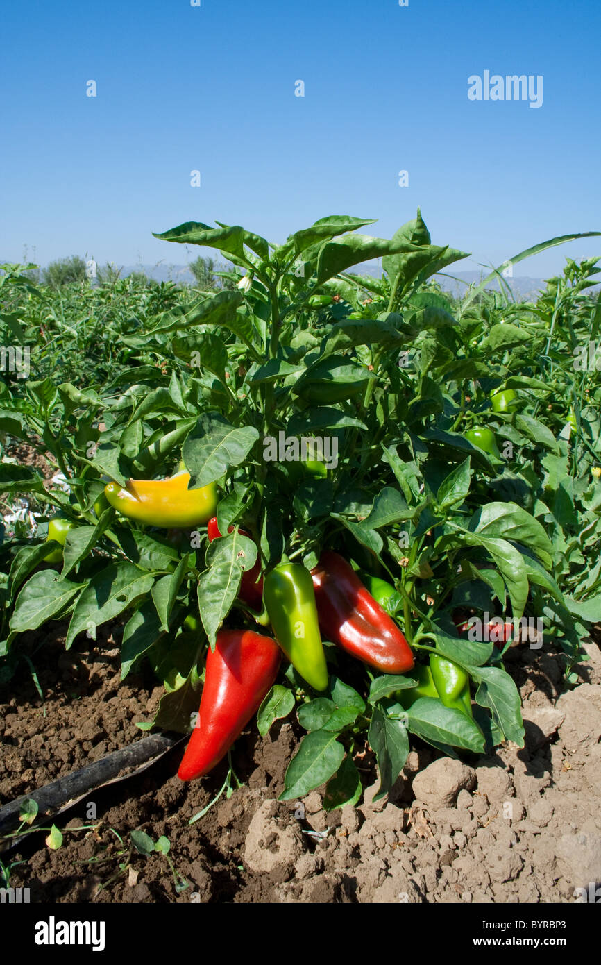 Rouge à maturité et de maturation organique vert piments Fresno sur le bush, prêtes pour la récolte / Capay, Californie, USA. Banque D'Images