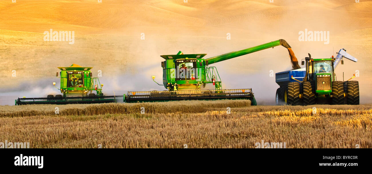 Deux moissonneuses-batteuses John Deere en tandem la récolte de blé dans la lumière de fin d'après-midi alors qu'une décharge dans un chariot de céréales "à la volée" / USA. Banque D'Images