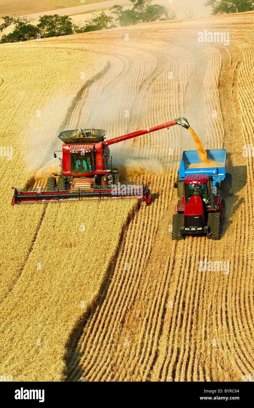 Une moissonneuse-batteuse Case IH blé récoltes pendant le déchargement de la "à la volée" dans un chariot tiré par un grain d'un tracteur à chenilles / Washington, USA. Banque D'Images