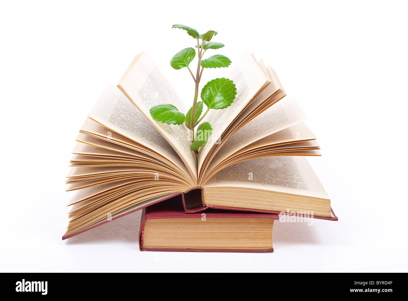 De plus en plus de germes verts livre ouvert Banque D'Images