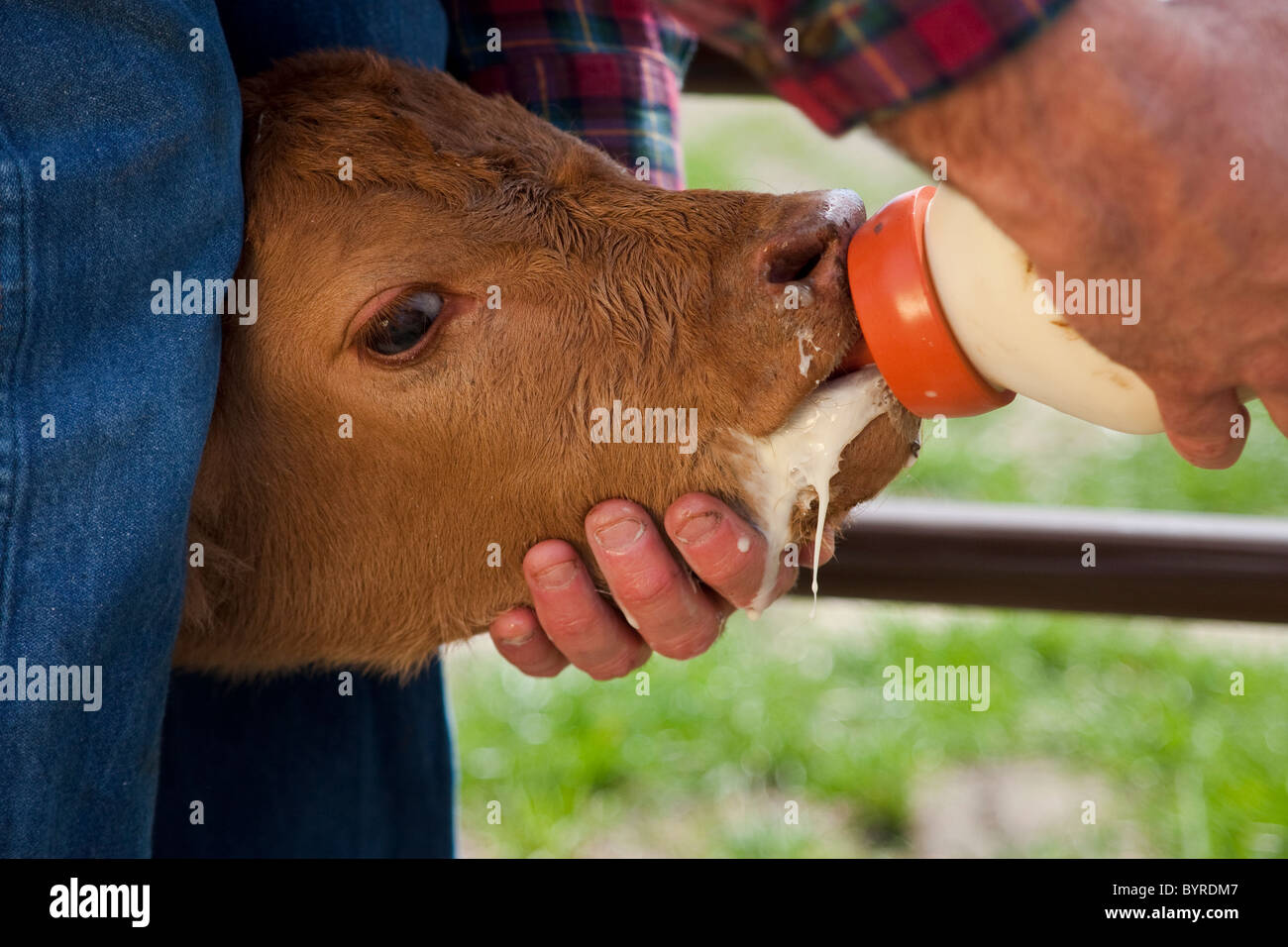 Éleveur de bétail - nourrir un veau contre une bouteille de formule mixte / Childress, Texas, USA. Banque D'Images