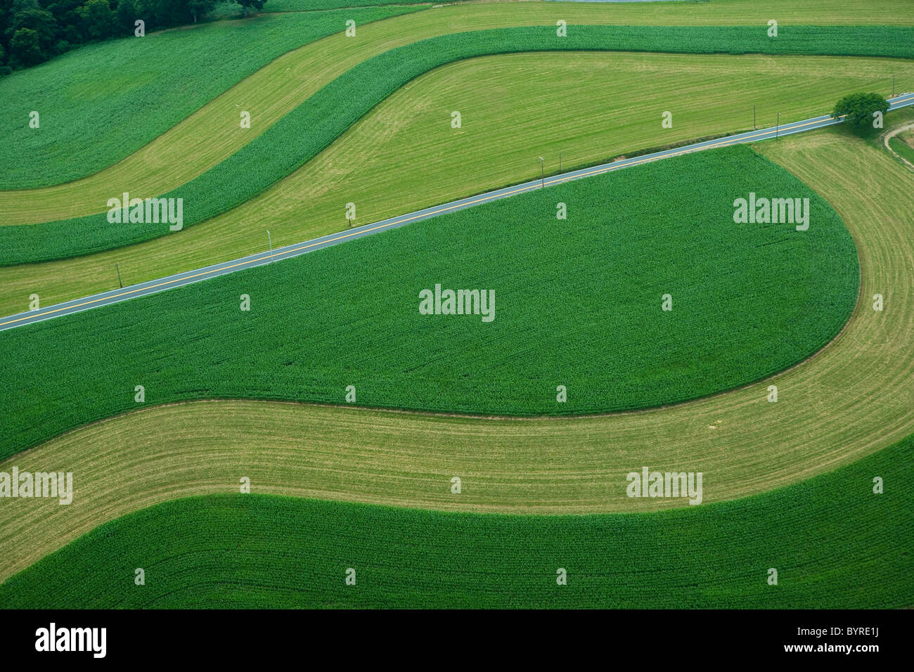 Vue aérienne de champs agricoles avec coutour des bandes de jeunes et de maïs-grain de l'herbe tondue en cultures de couverture au début de l'été / USA. Banque D'Images