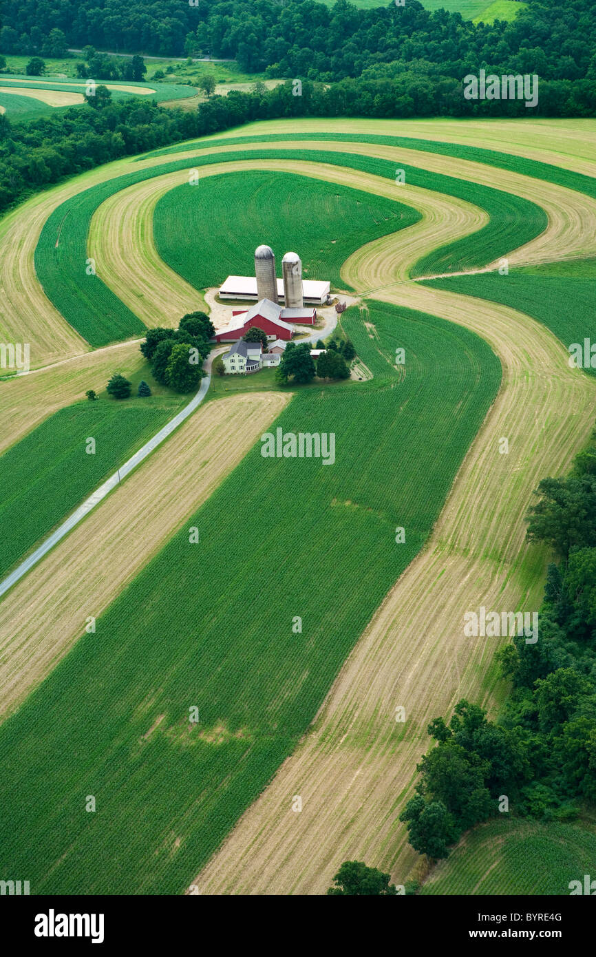 Bâtiments de ferme et les champs agricoles avec coutour des bandes de jeunes et de maïs-grain de l'herbe tondue en cultures de couverture au début de l'été / USA. Banque D'Images