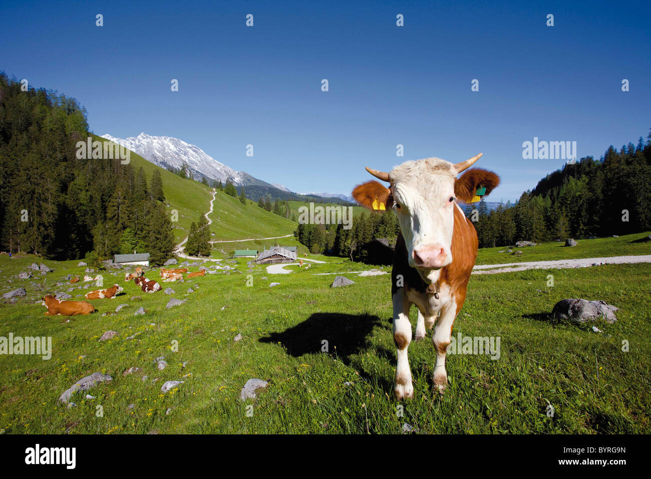 Les vaches sur l'alpage, Koenigsbachalm dans le parc national de Berchtesgaden, Berchtesgaden-campagne, Haute-Bavière, Allemagne Banque D'Images