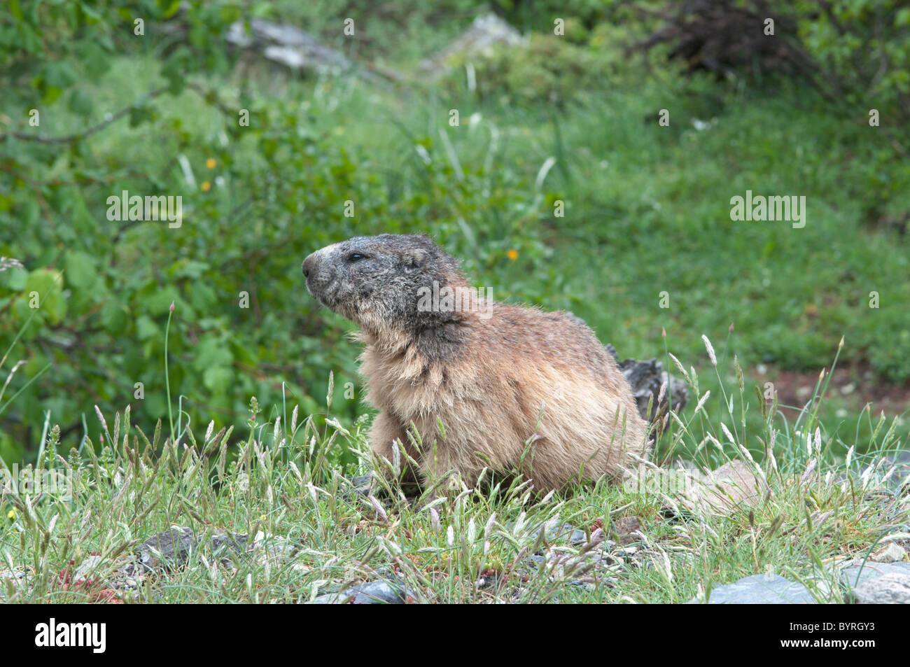 Marmotte des Alpes (Marmota marmota). près de Gavarnie. parc national des Pyrénées, les Pyrénées, France. juin. Banque D'Images