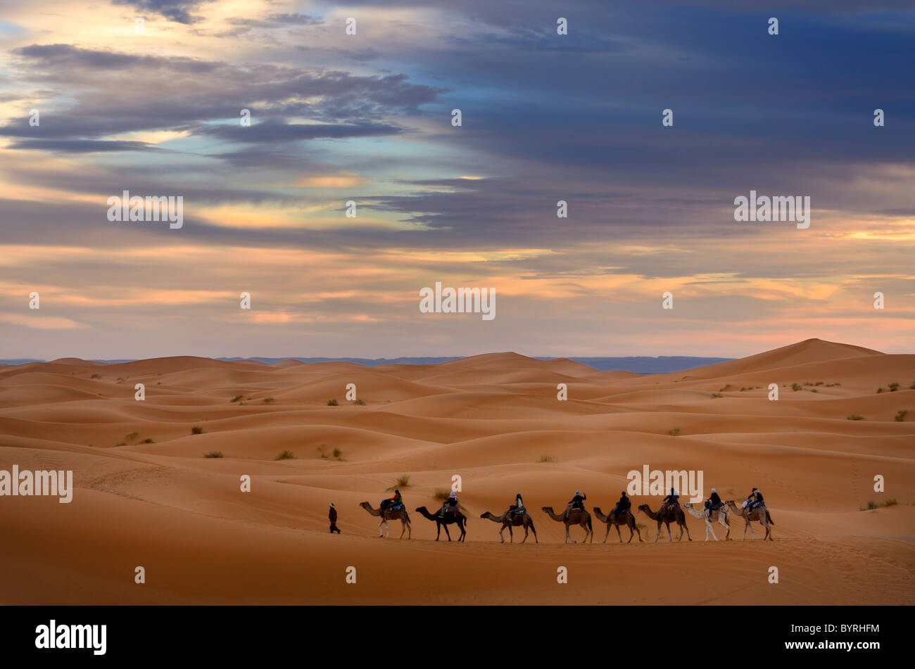 Guide berbère à la tête d'un groupe de touristes sur des chameaux dans le désert de l'erg Chebbi pour une night ride maroc Banque D'Images