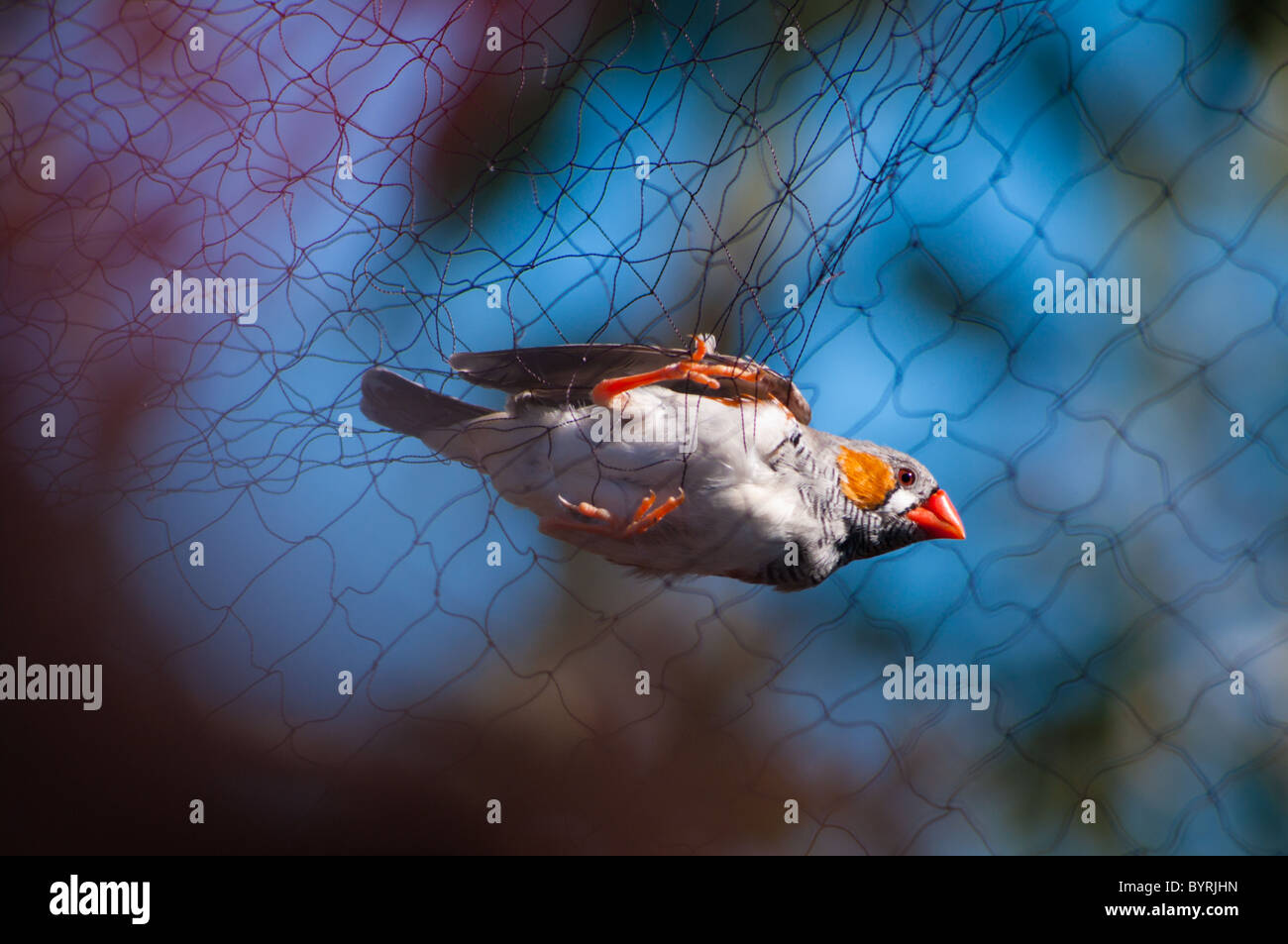Diamant mandarin sauvages (Taeniopygia guttata) pris dans la brume-net Banque D'Images