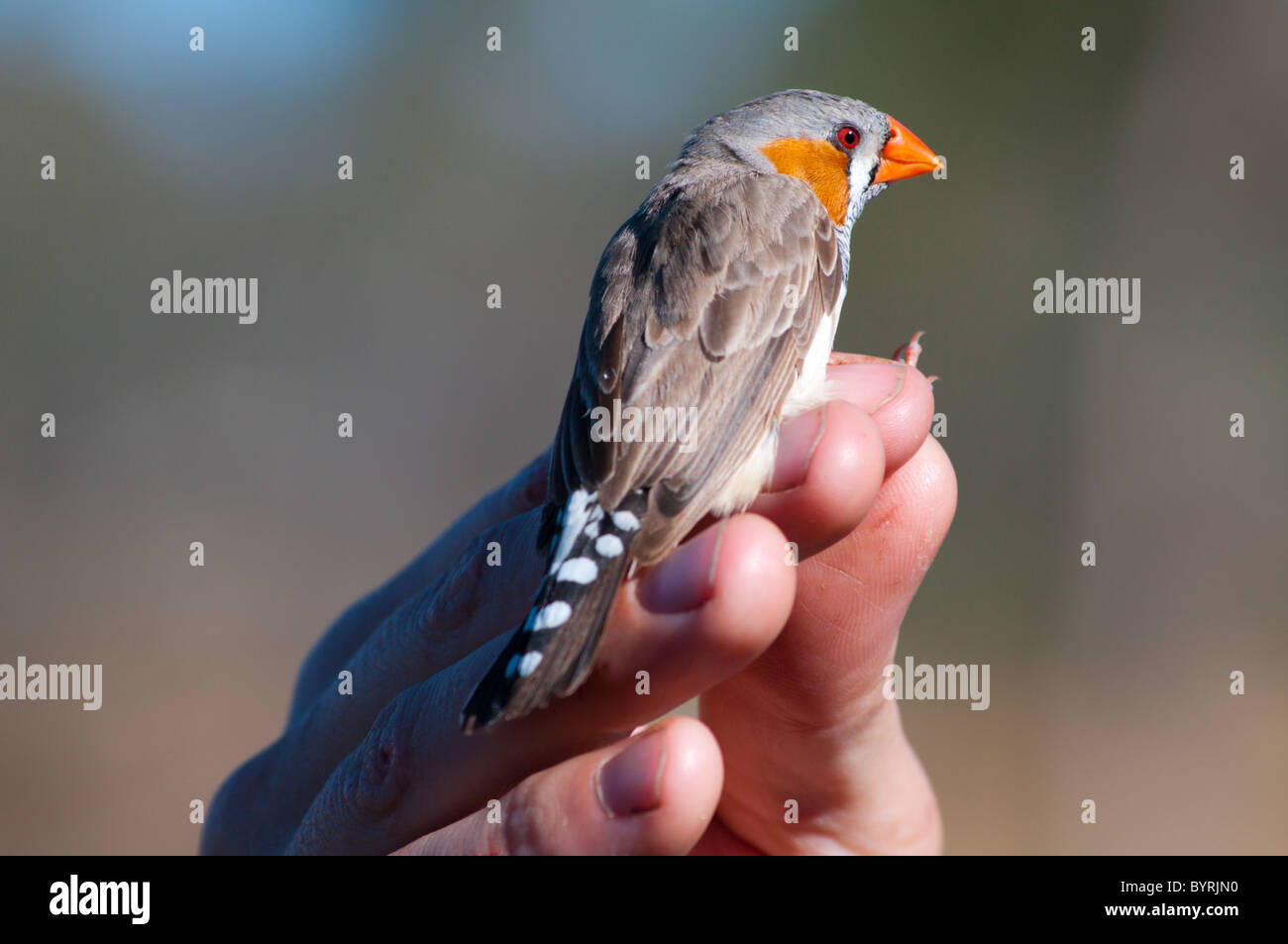 Diamant mandarin sauvages (Taeniopygia guttata) dans la main Banque D'Images