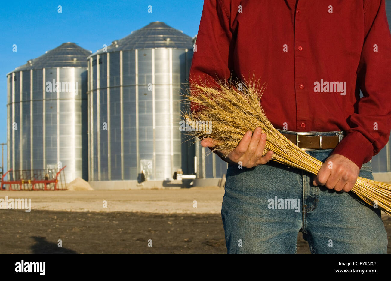Closeup of a farmer holding tiges de blé mûr avec des bacs de stockage du grain dans l'arrière-plan / près de Lorette, Manitoba, Canada. Banque D'Images