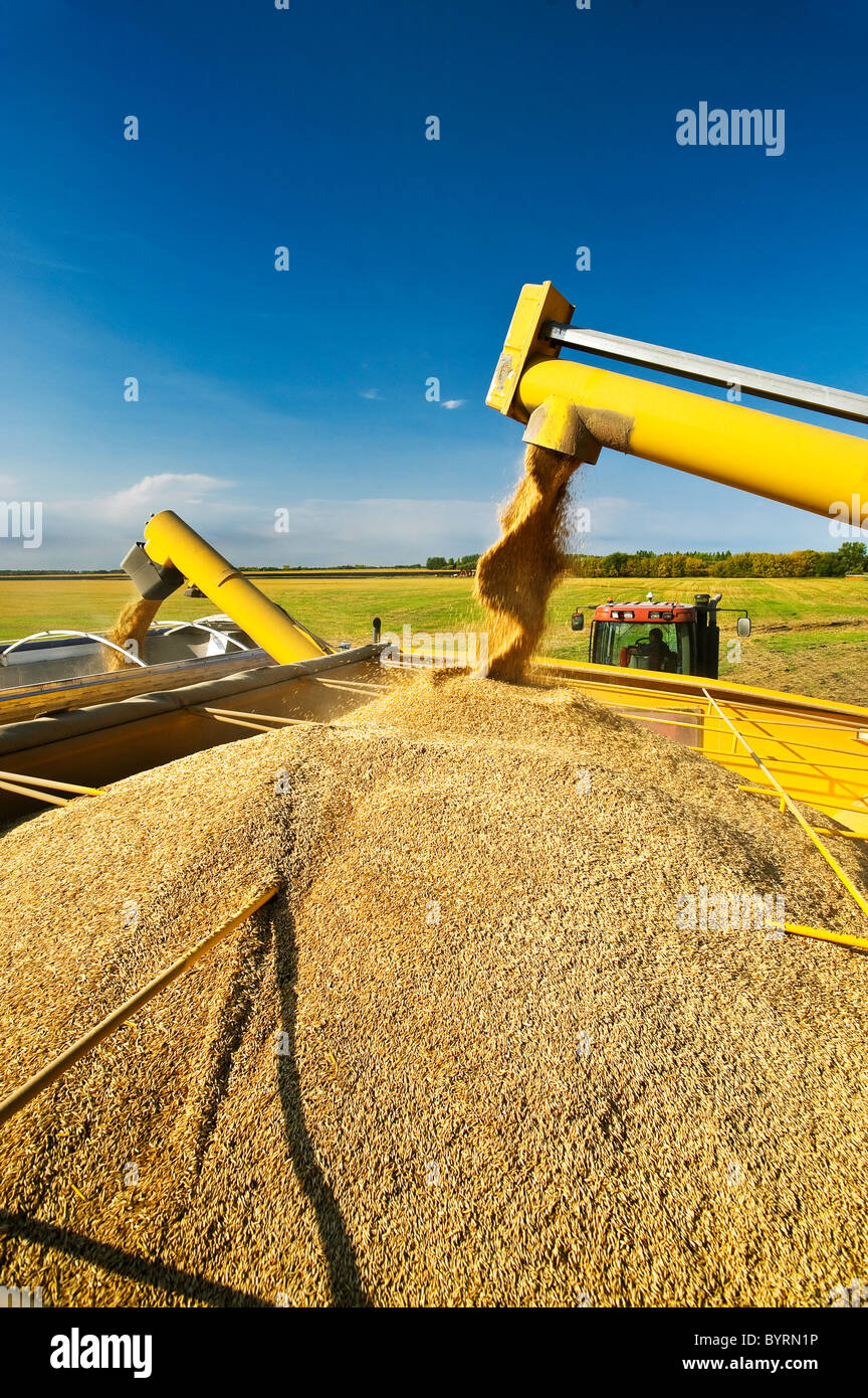 L'avoine stocks récoltés sont augered dans un wagon de grain et ensuite dans un camion de grain pour le transport vers un silo de stockage de céréales. Banque D'Images