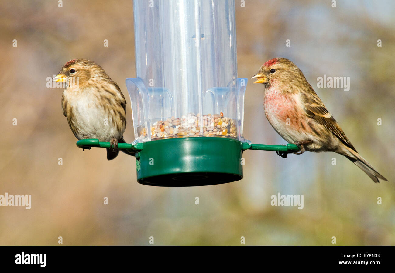 Sizerin flammé (Carduelis flammea) sur le convoyeur de semences Banque D'Images