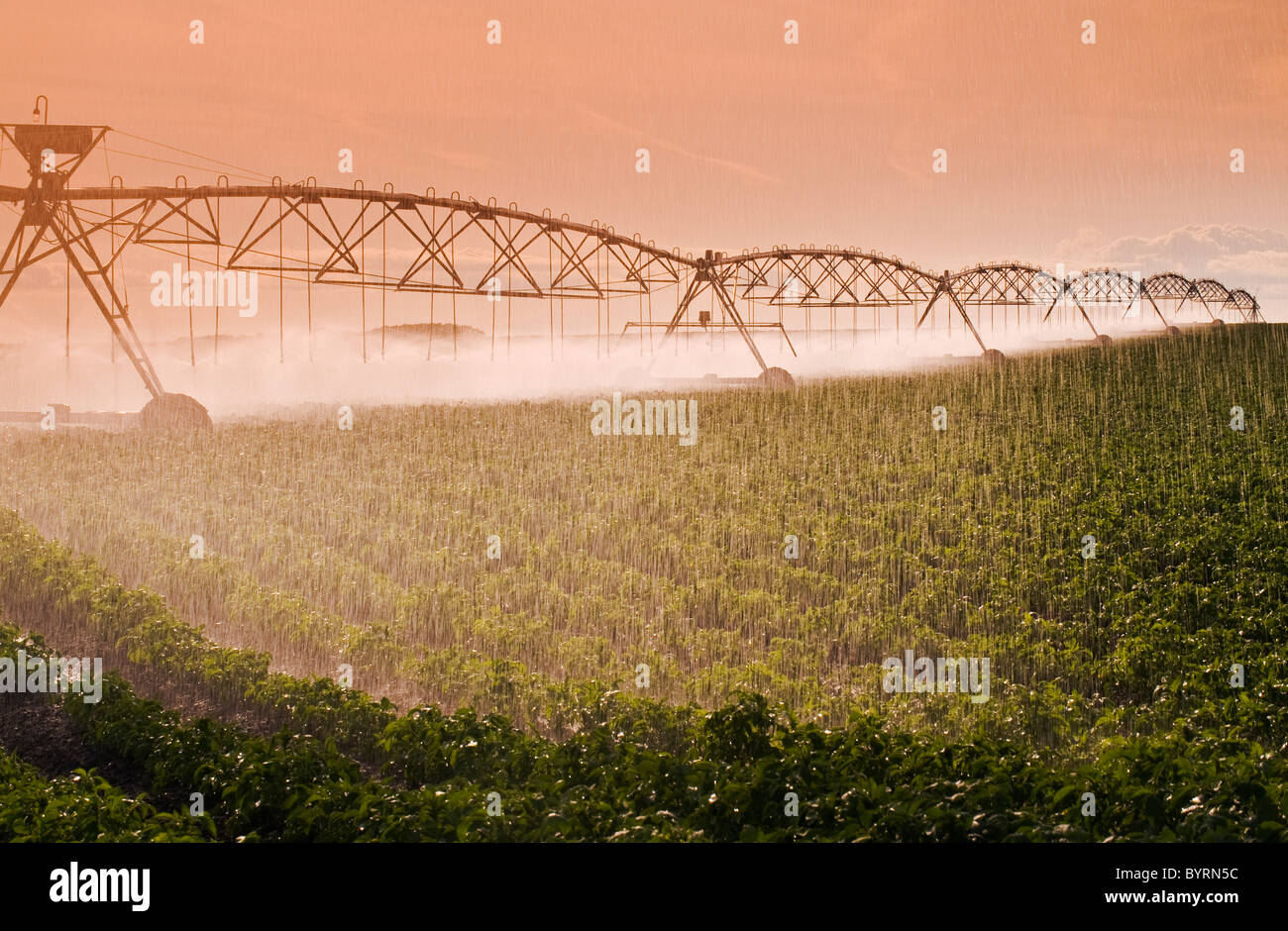 Agriculture - un système d'irrigation à pivot central irrigue un champ de pommes de terre de croissance moyenne / Tiger Hills, au Manitoba, Canada. Banque D'Images