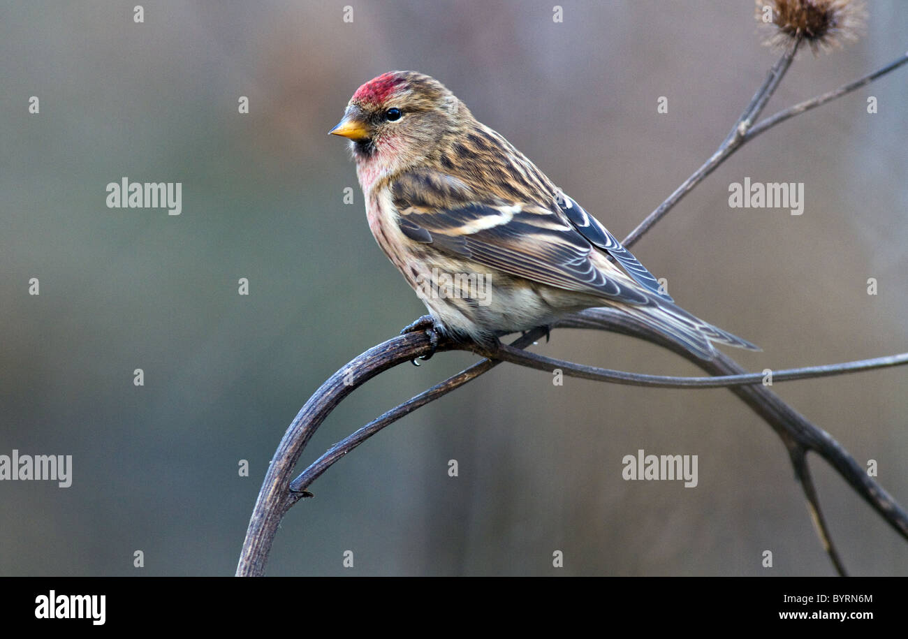 Sizerin flammé Carduelis flammea)(au cours de l'hiver en Irlande Banque D'Images