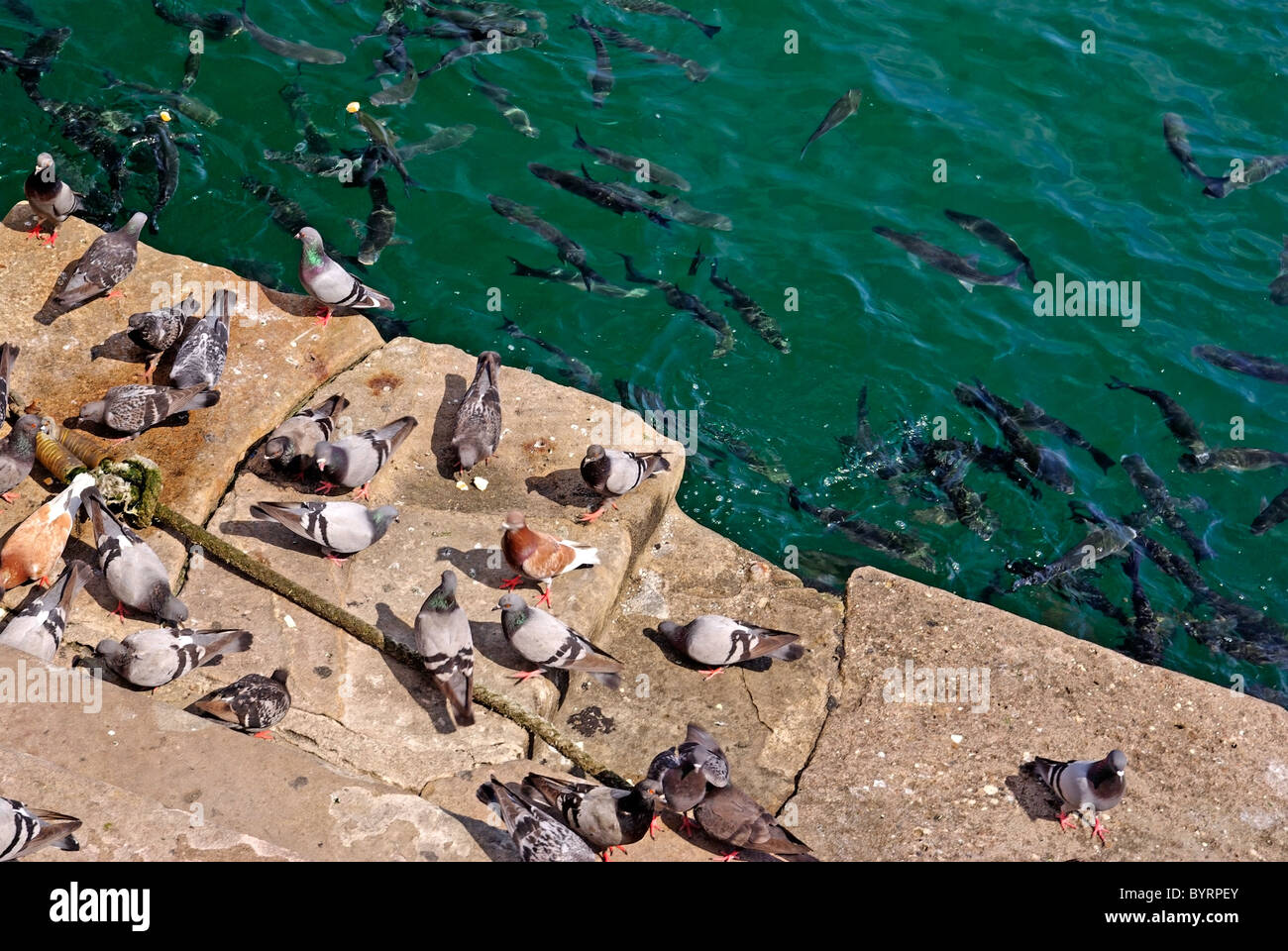 Beaucoup de pigeons et les poissons sont nourris avec du pain par des personnes dans le port de Barcelone. Banque D'Images