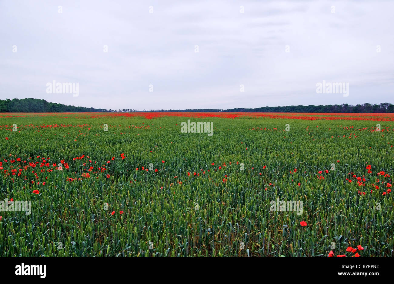 Lot de red poppys parmi la teinture verte sur le terrain. Le tungstène. Banque D'Images