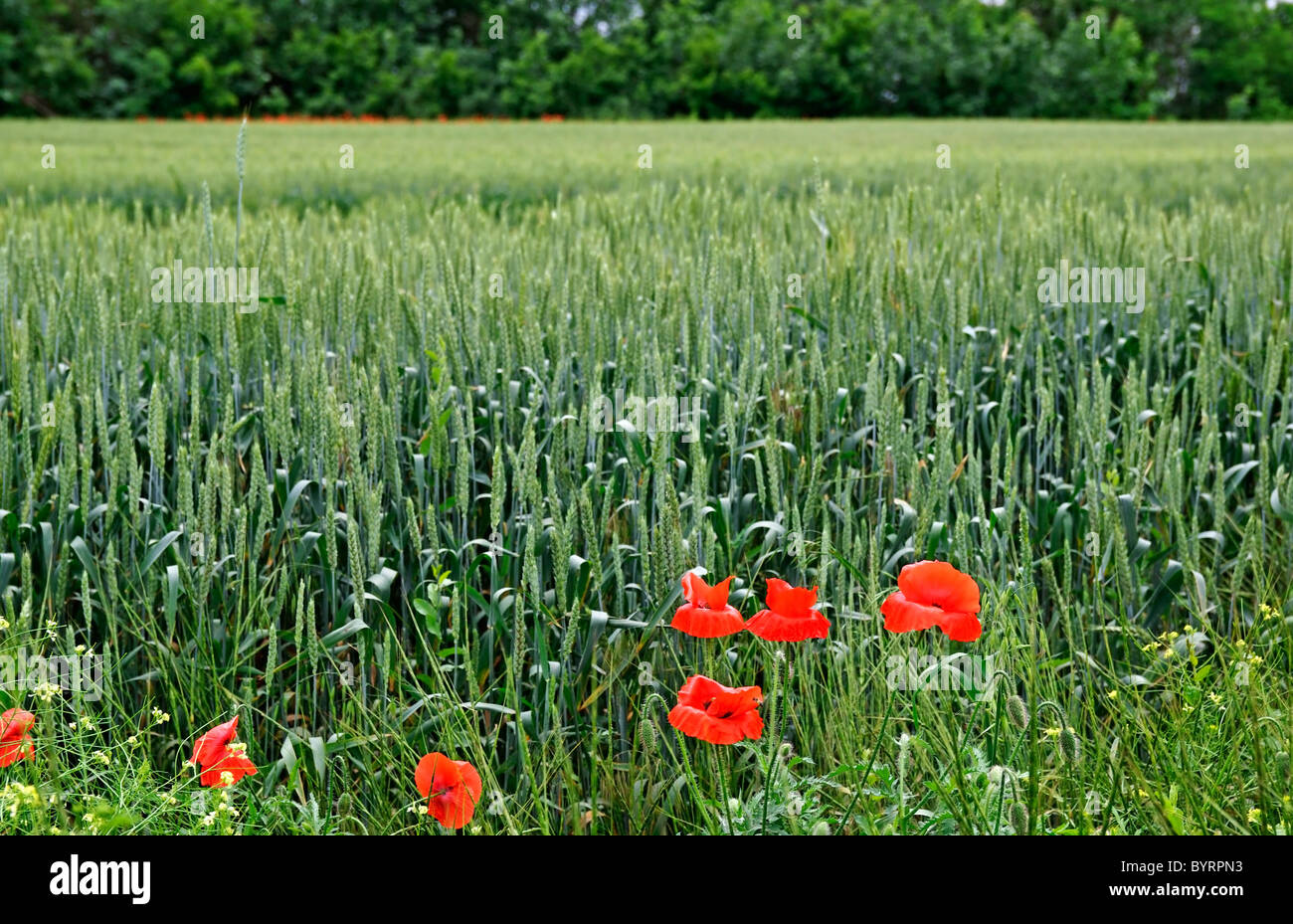 Les poppys rouge teinture verte sur le terrain. Banque D'Images