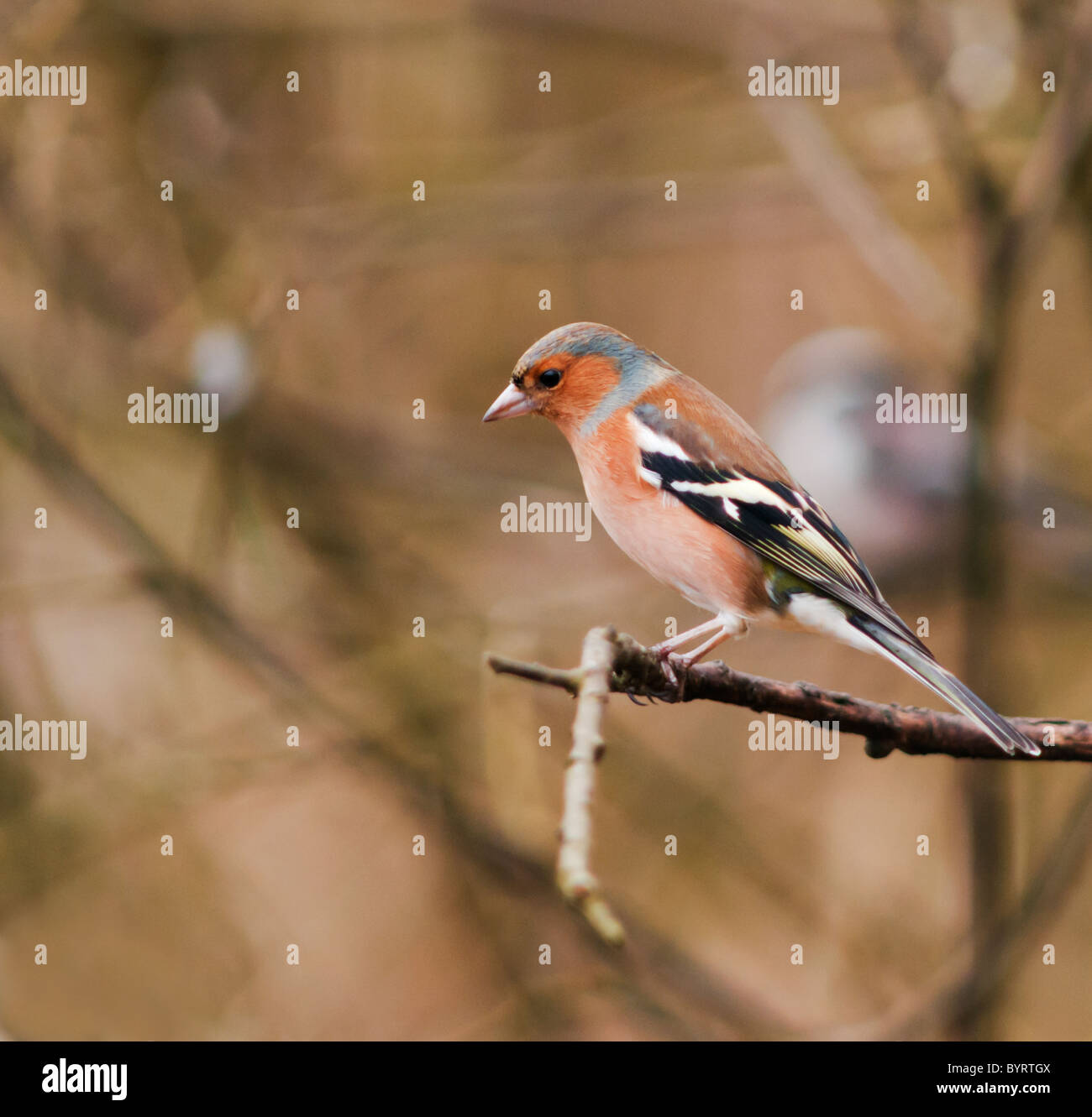 Mâles colorés, Fringilla coelebs Chaffinch, perché sur une branche Banque D'Images