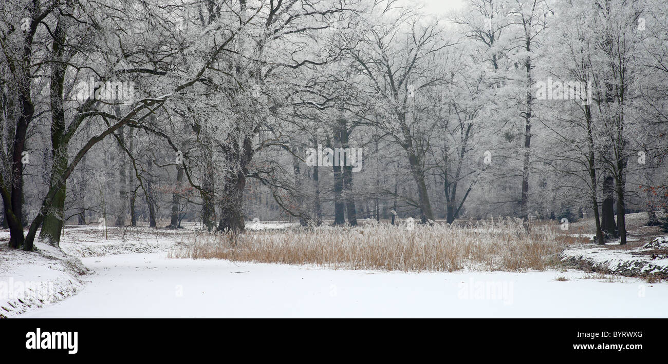 Givre rose couverte d'arbres froid glacial froid congelés frais Banque D'Images