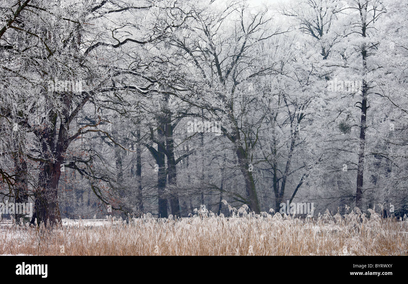Givre rose couverte d'arbres froid glacial froid congelés frais Banque D'Images