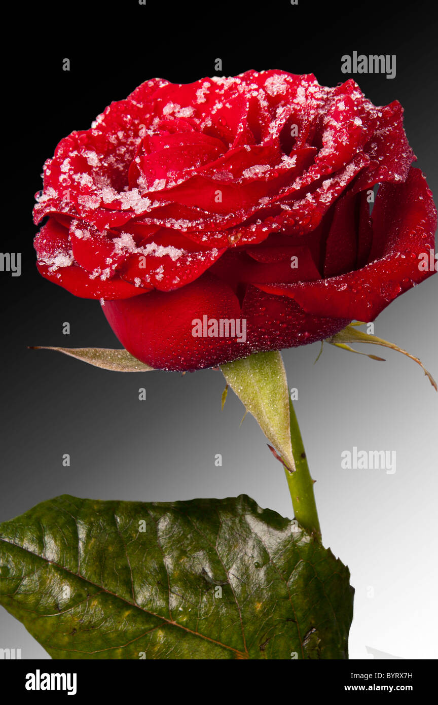 Rose rouge d'hiver. Une rose rouge couverts dans la neige fondante et — free download