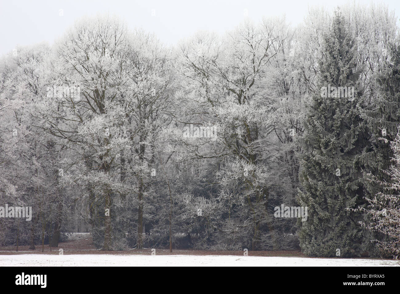 Givre rose couverte d'arbres froid glacial froid congelés frais Banque D'Images