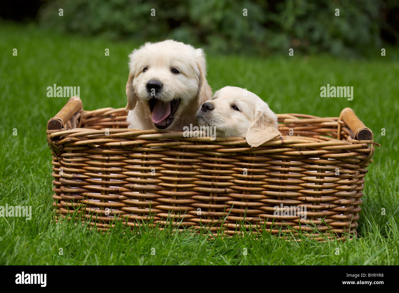 2 chiot Golden Retriever dans un panier en osier Banque D'Images