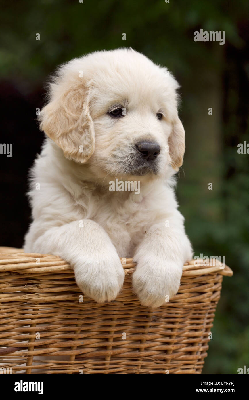 Chiot Golden Retriever dans un panier en osier Banque D'Images