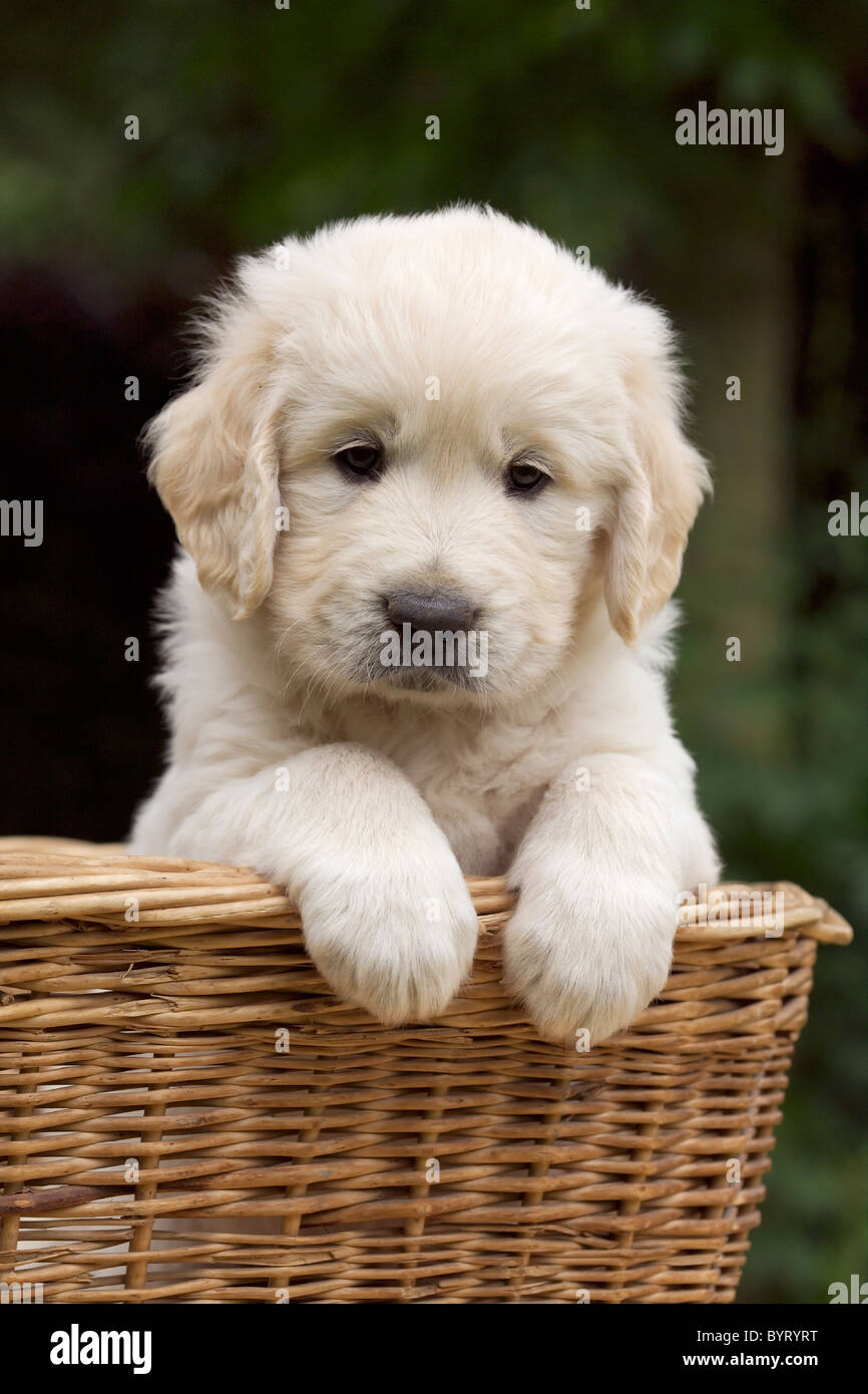 Chiot Golden Retriever dans un panier en osier Banque D'Images