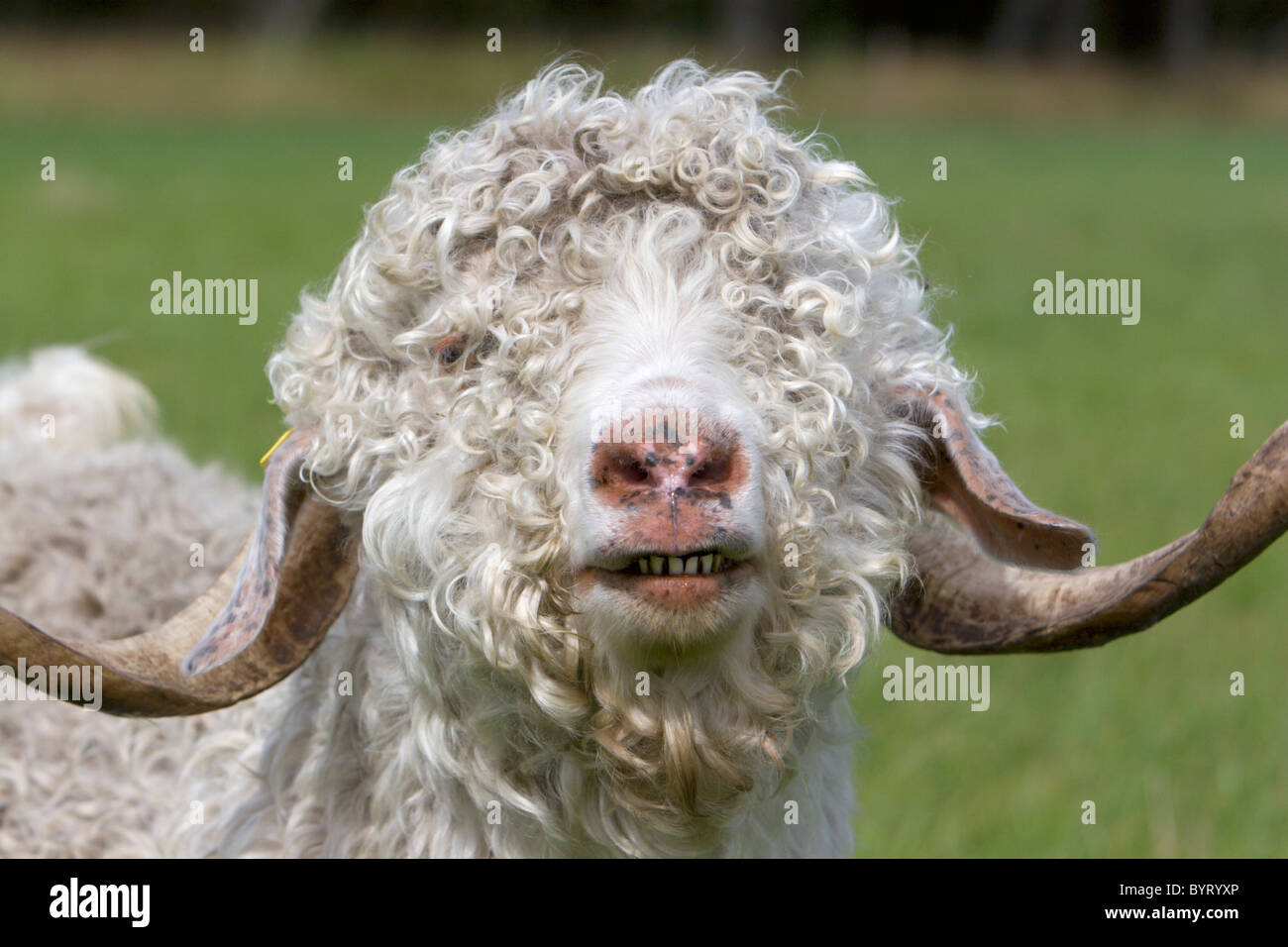 Portrait d'une chèvre mohair - chèvre angora Banque D'Images