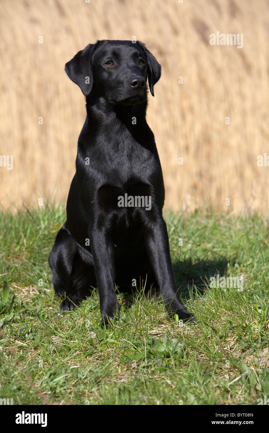 Assis, jeune Labrador noir Banque D'Images