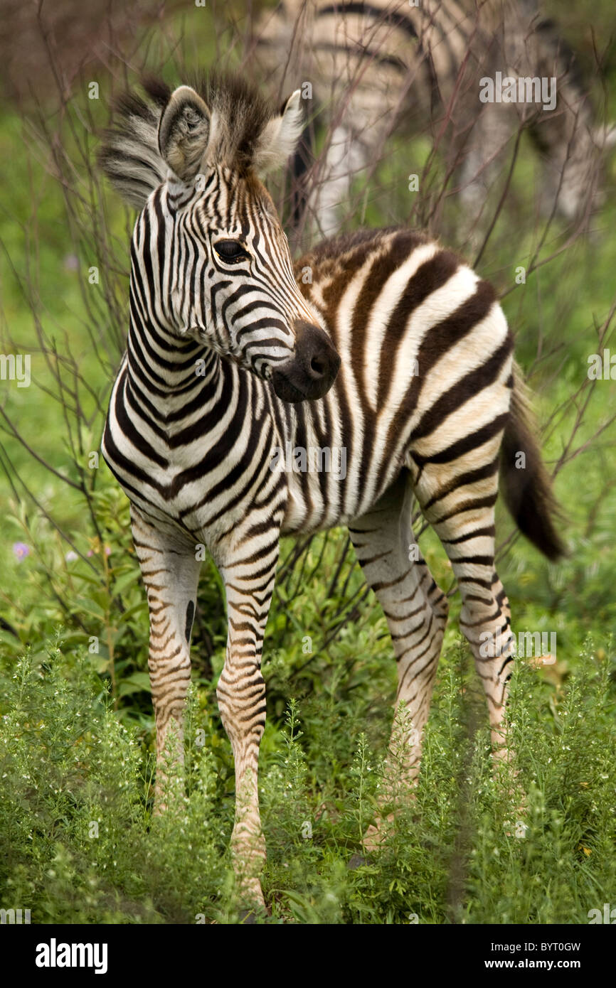 Bebe Zebre Banque D Image Et Photos Alamy