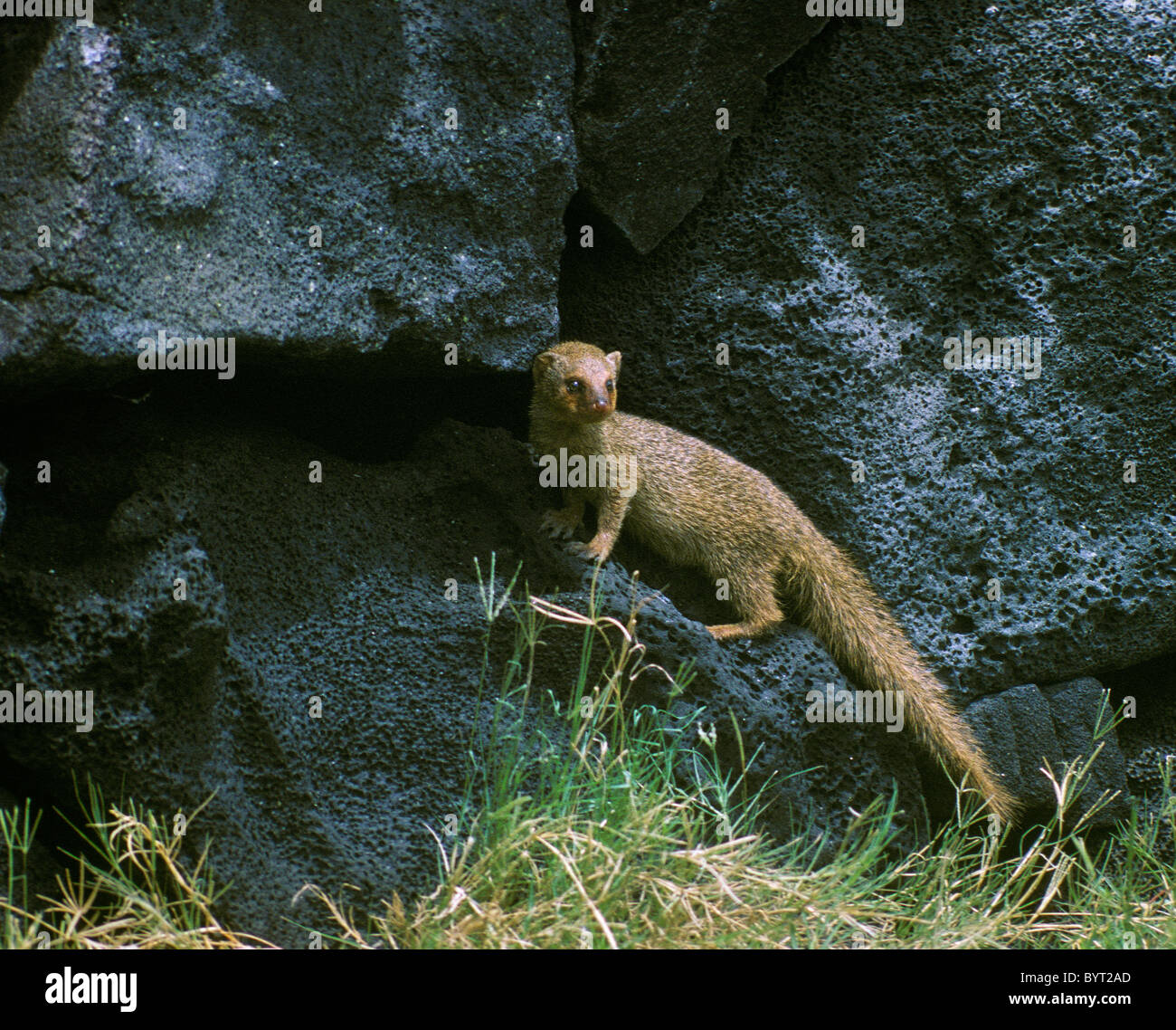 Mongoose (Herpeses auropunctatus) ; South Kona, Île d'Hawaï. Banque D'Images