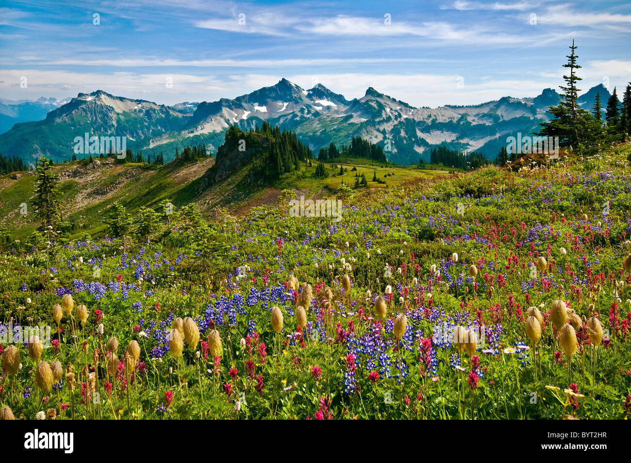 Fleurs sauvages dans la prairie et vue de Tatoosh Range de Skyline Trail au Paradis zone ; Mount Rainier National Park, Washington. Banque D'Images