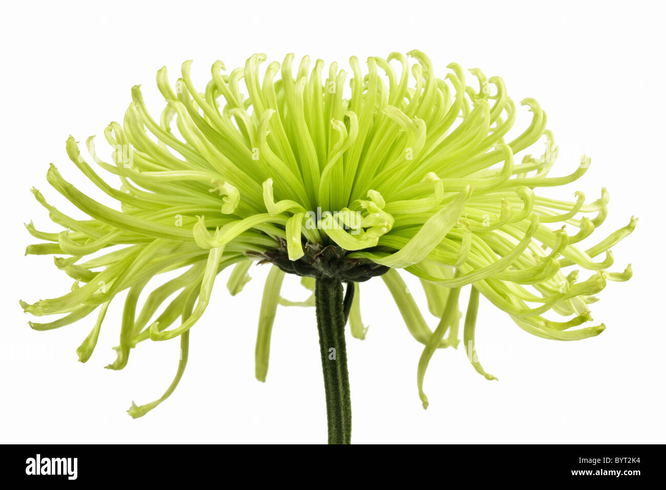 Vue côté Chrysanthème Green Spider Banque D'Images