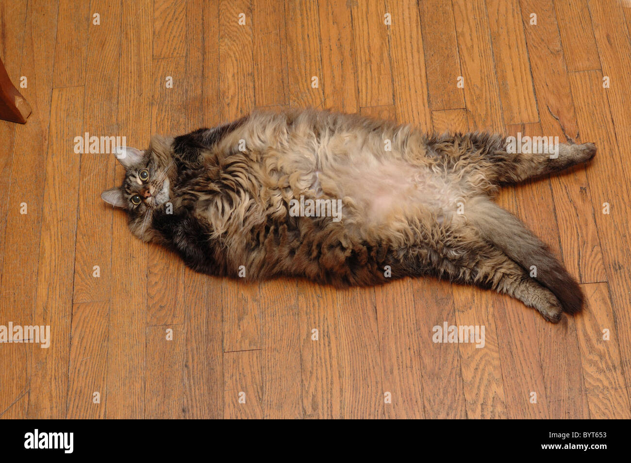 Photographie d'un chat trop gras couchée sur le dos avec son ventre montrant. Banque D'Images