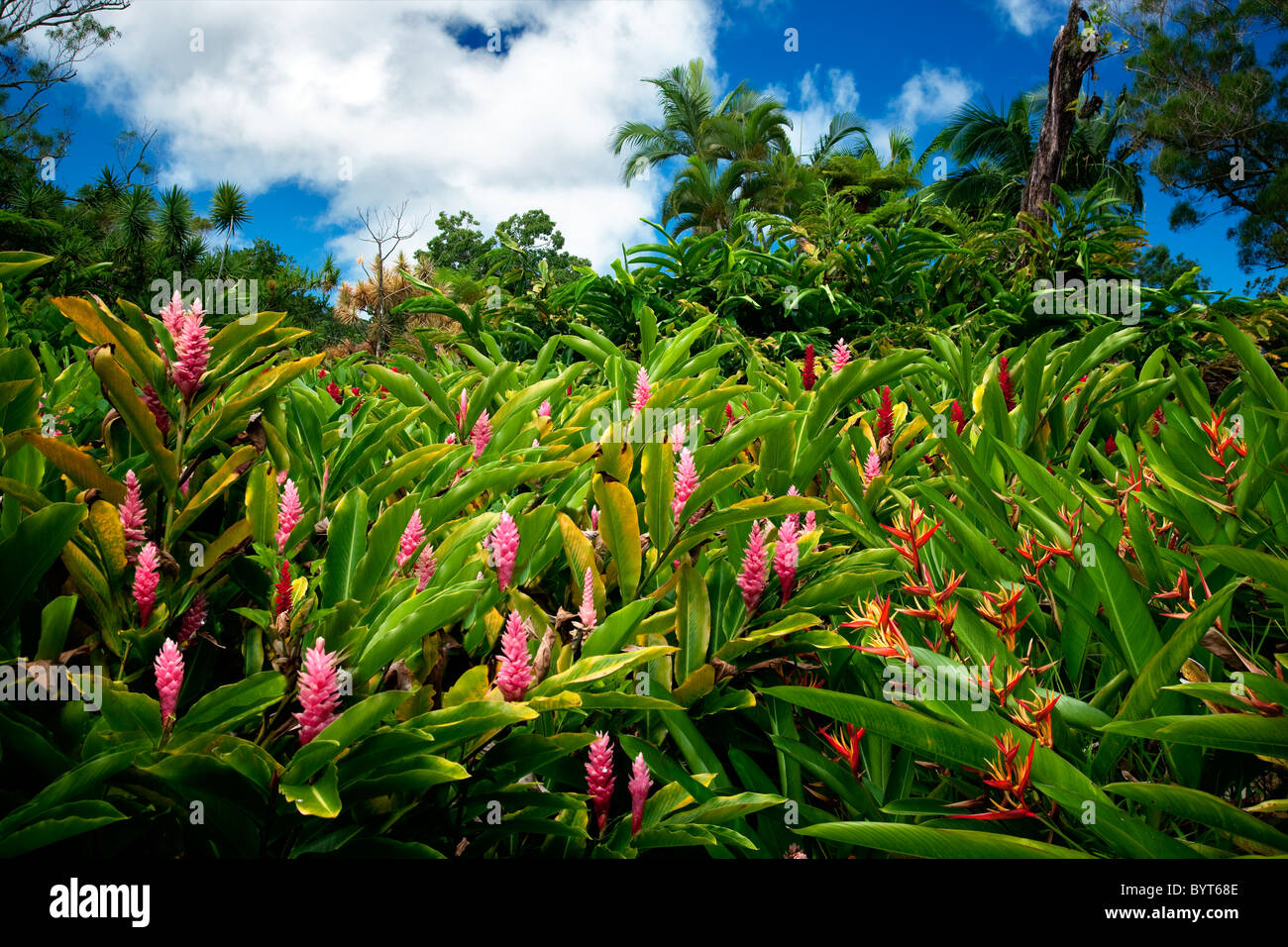 Alpinia purpurata gingembre (rose) sur la route de Hana. Mauai, New York Banque D'Images