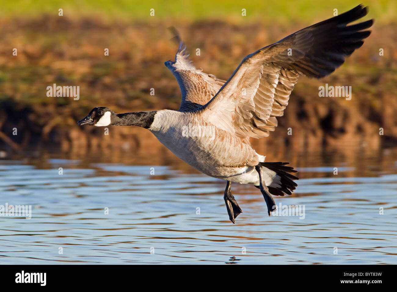 CANADA GOOSE ENTRÉE EN POSER SUR L'EAU Banque D'Images