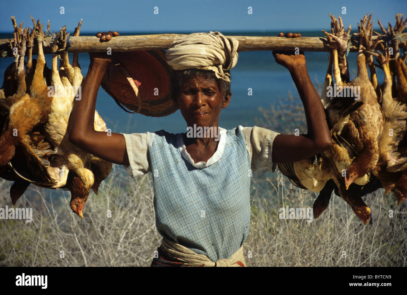 Une paysanne malgache ou malgache ou une femme portante transportant des poulets au marché sur un pôle, près de Tuléar ou Toliara, Madagascar Banque D'Images