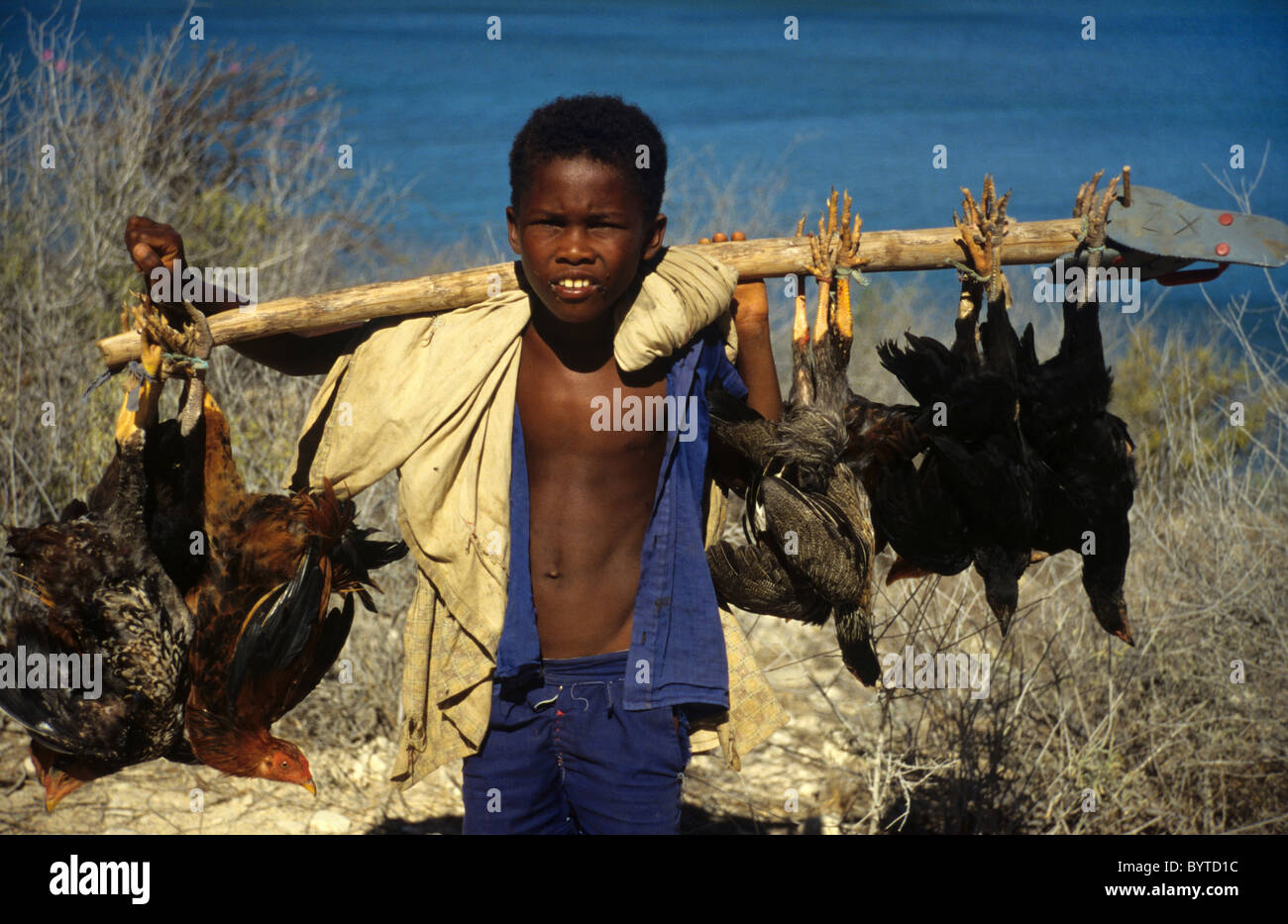 Pauvre paysan malgache malgache ou garçon transportant des poulets au marché sur poteau, près de Tulear ou Toliara, Madagascar Banque D'Images