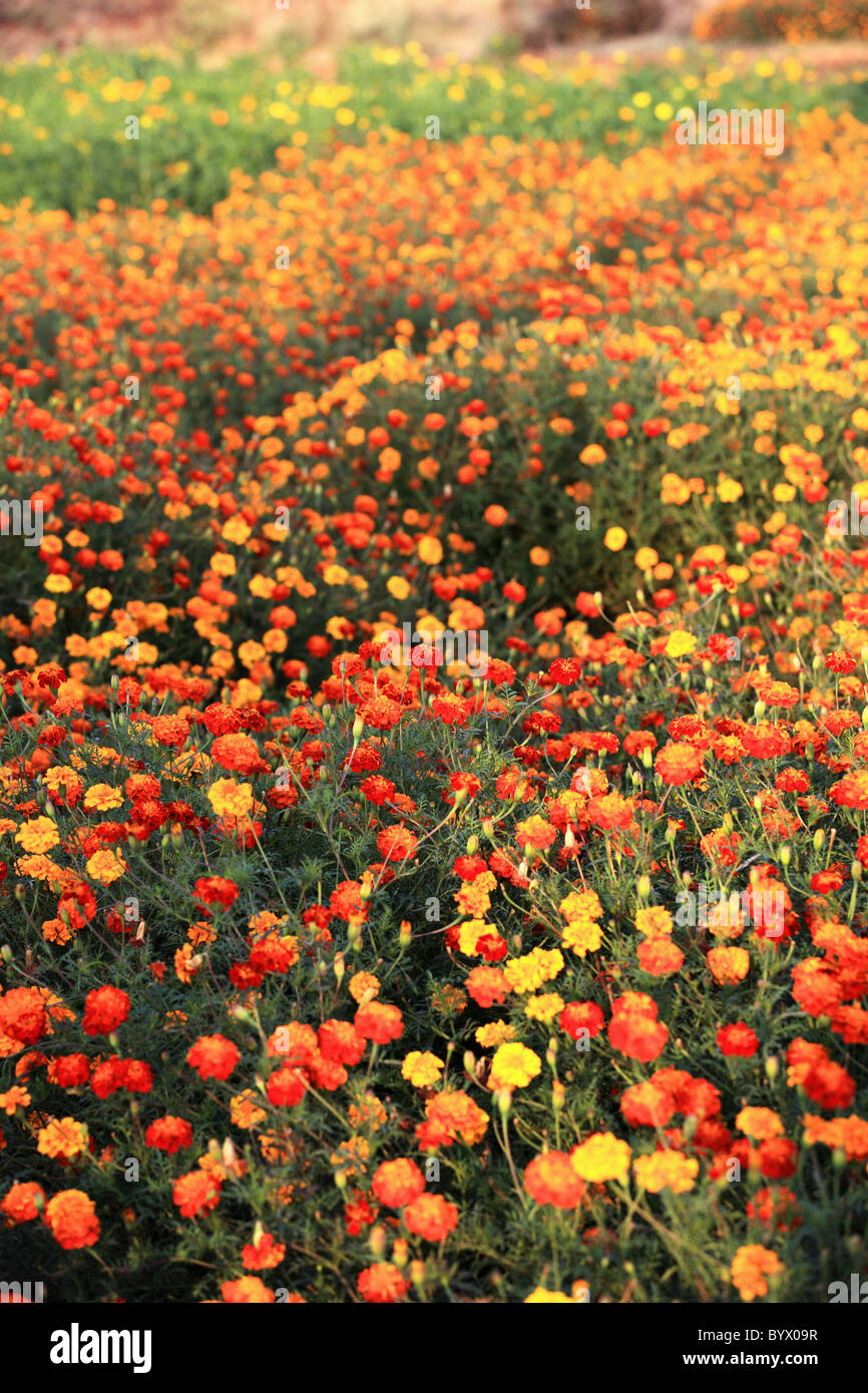 L'Andhra Pradesh, Inde du Sud fleurs Banque D'Images