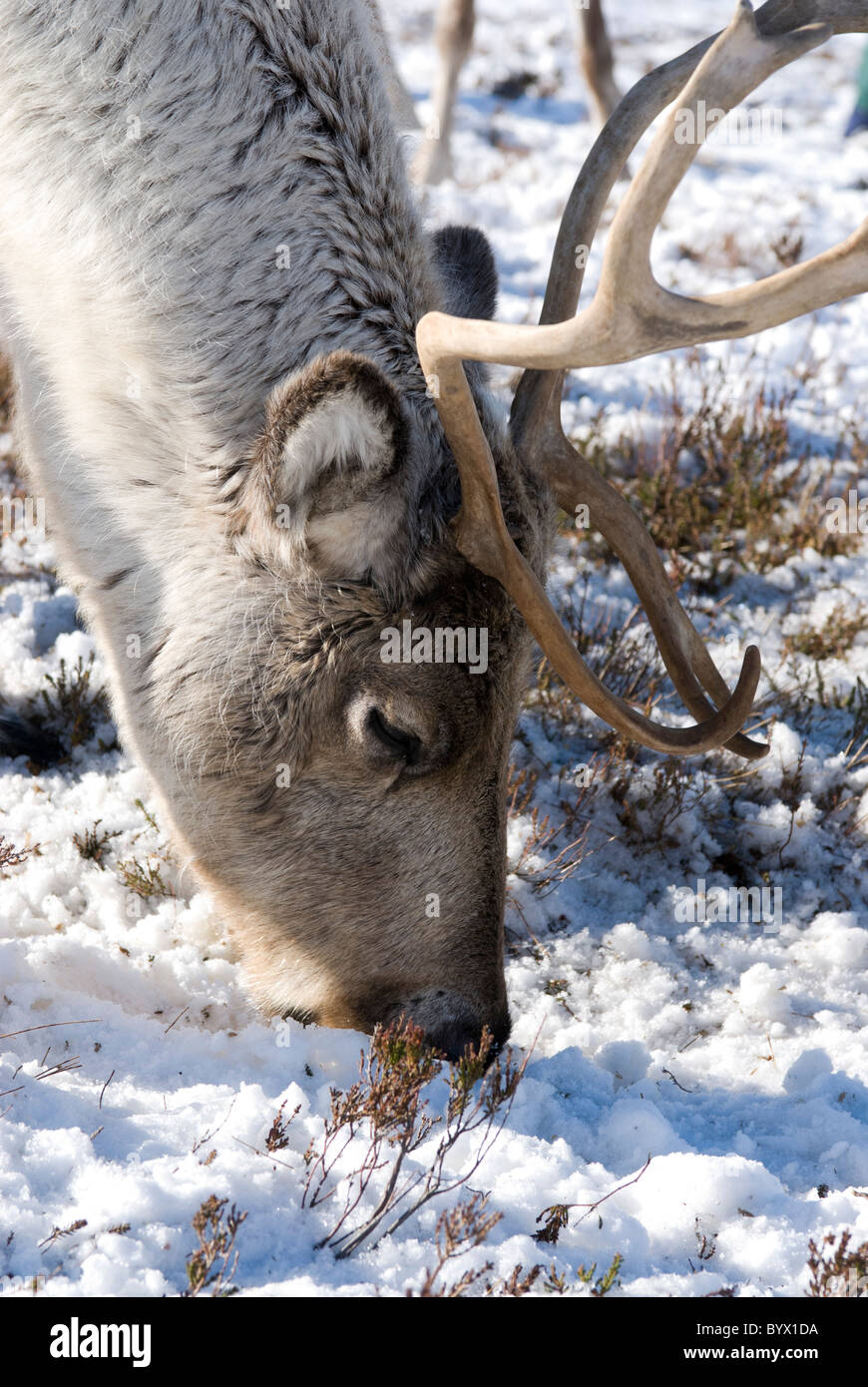 Le renne (Rangifer tarandus) browsing, femme, hiver Banque D'Images