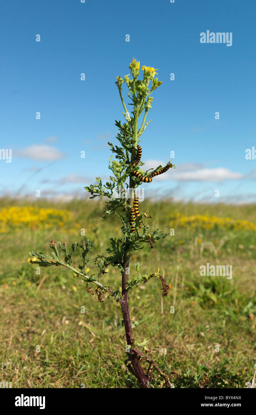 Les chenilles de papillon cinabre sur vitre Banque D'Images