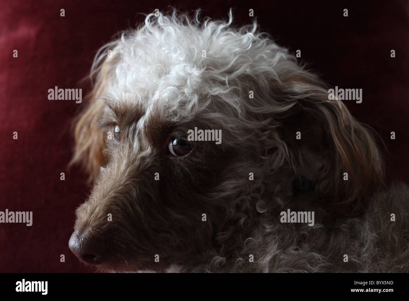 Un gros plan d'un mignon visage les chiens. Banque D'Images