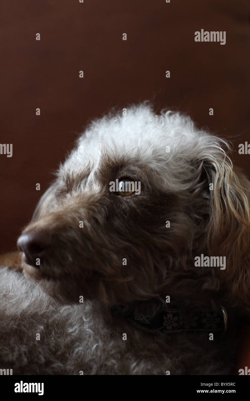 Un gros plan d'un mignon visage les chiens. Banque D'Images