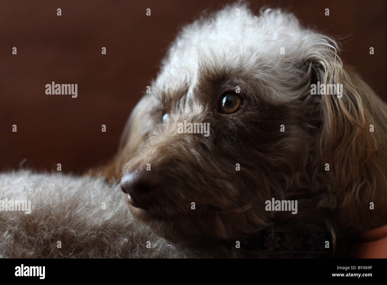 Un gros plan d'un joli chien le visage. Banque D'Images
