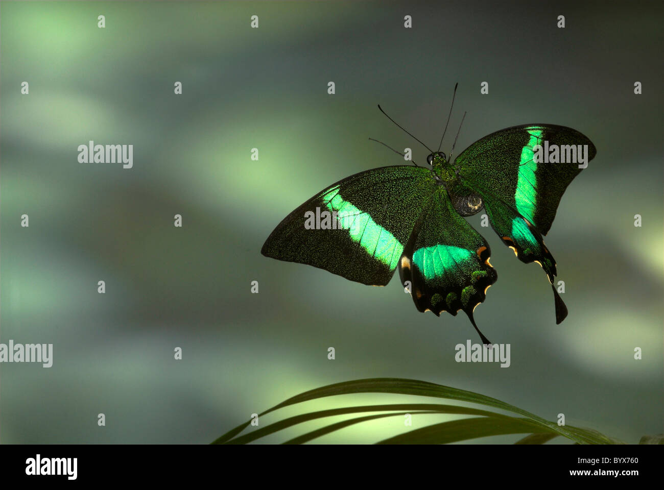 Emerald Swallowtail Butterfly Papilio Palinurus en Asie vol Banque D'Images