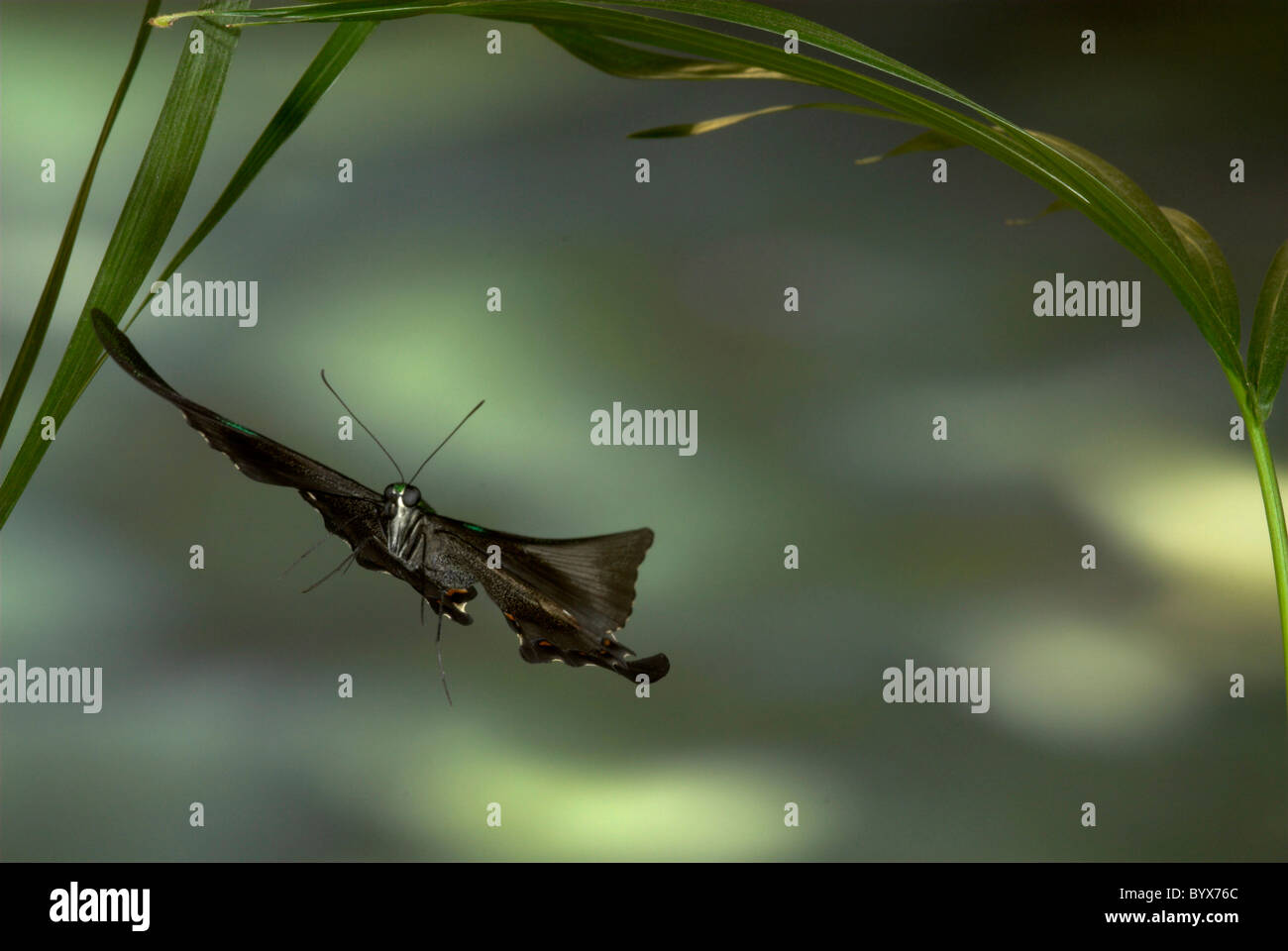 Emerald Swallowtail Butterfly Papilio Palinurus en Asie vol Banque D'Images